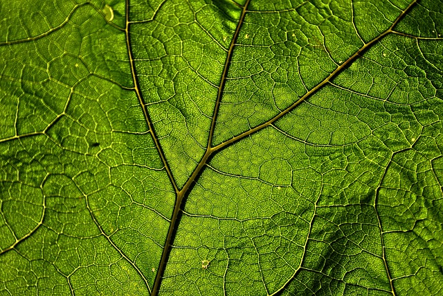 Leafy veins.