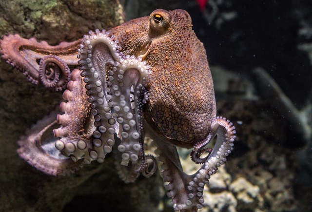 This octopus prefers to be called 'Frank', but that's just him.