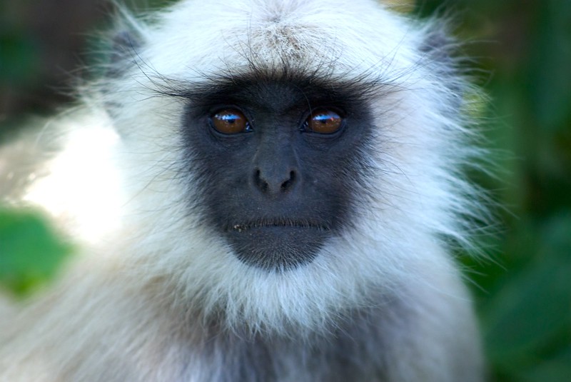 If anything, this monkey looks very serious.