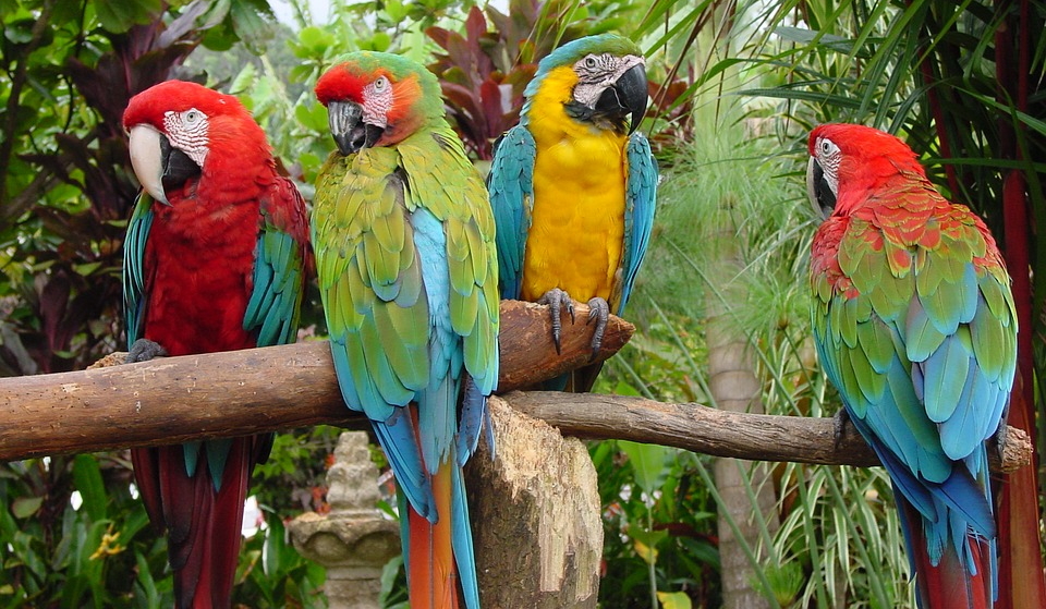 Is four enough for a pandemonium of parrots?