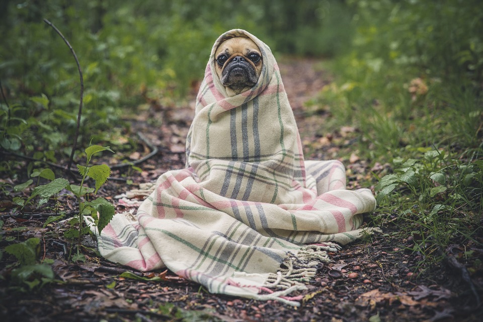 Even dogs use blankets to stay warm these days.