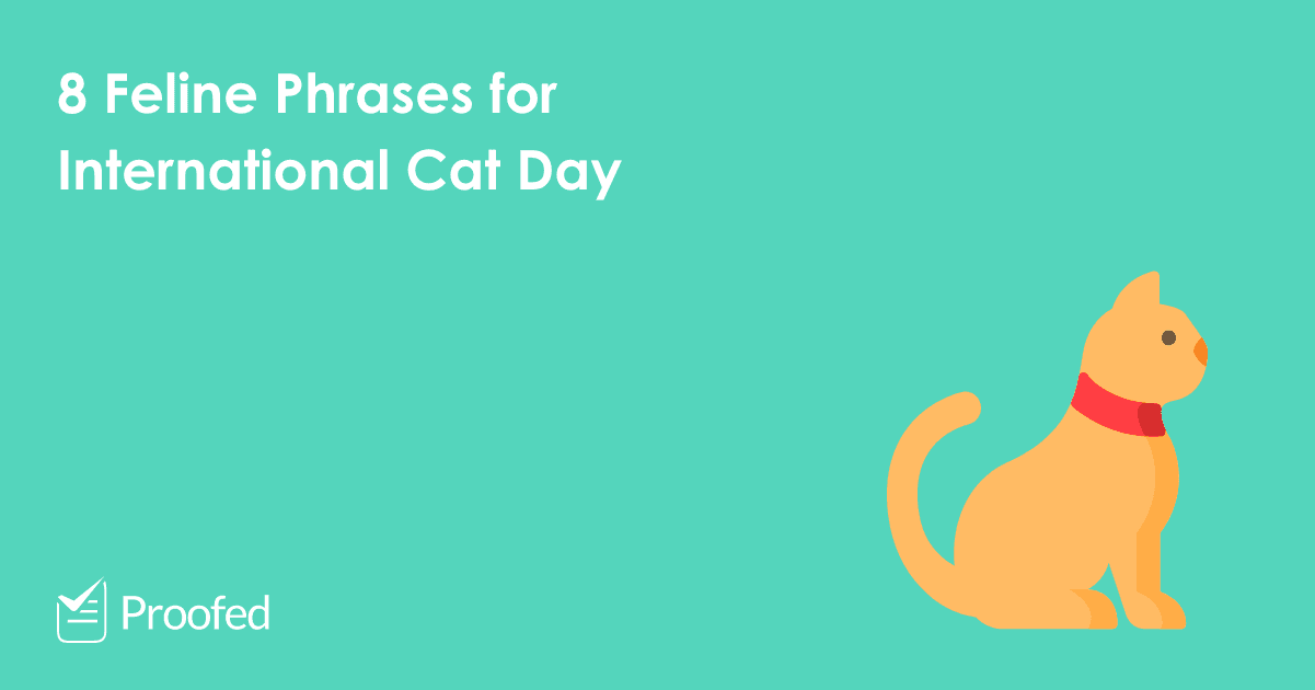 8 Feline Phrases for International Cat Day