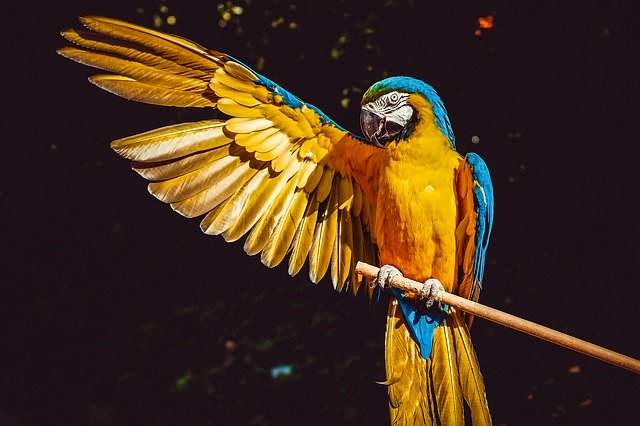 A blue and gold macaw extending its right wing.