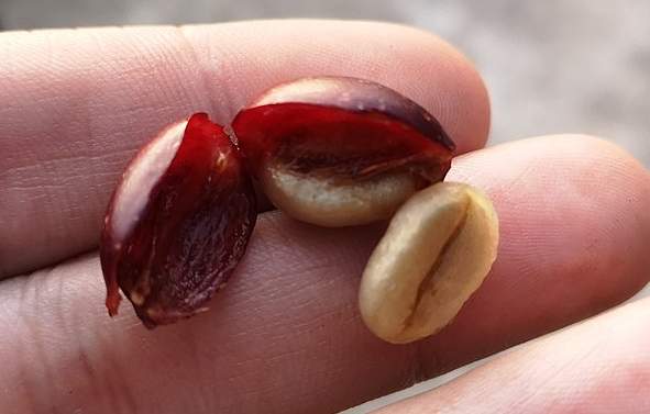 A coffee cherry.