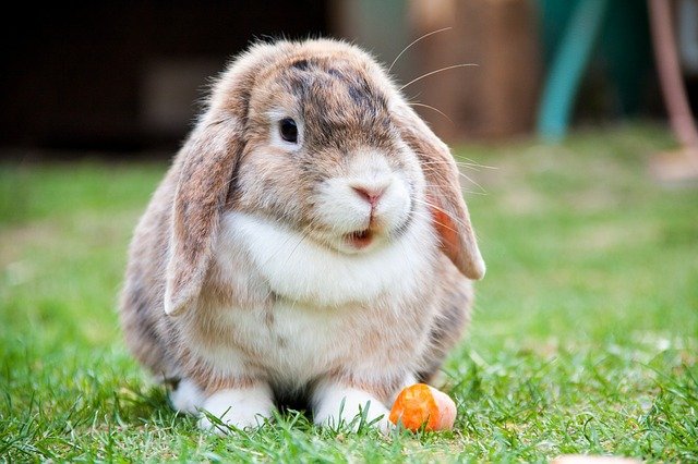 A lop-eared rabbit.